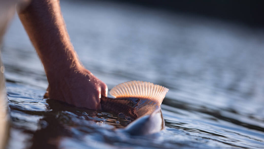 redfish release