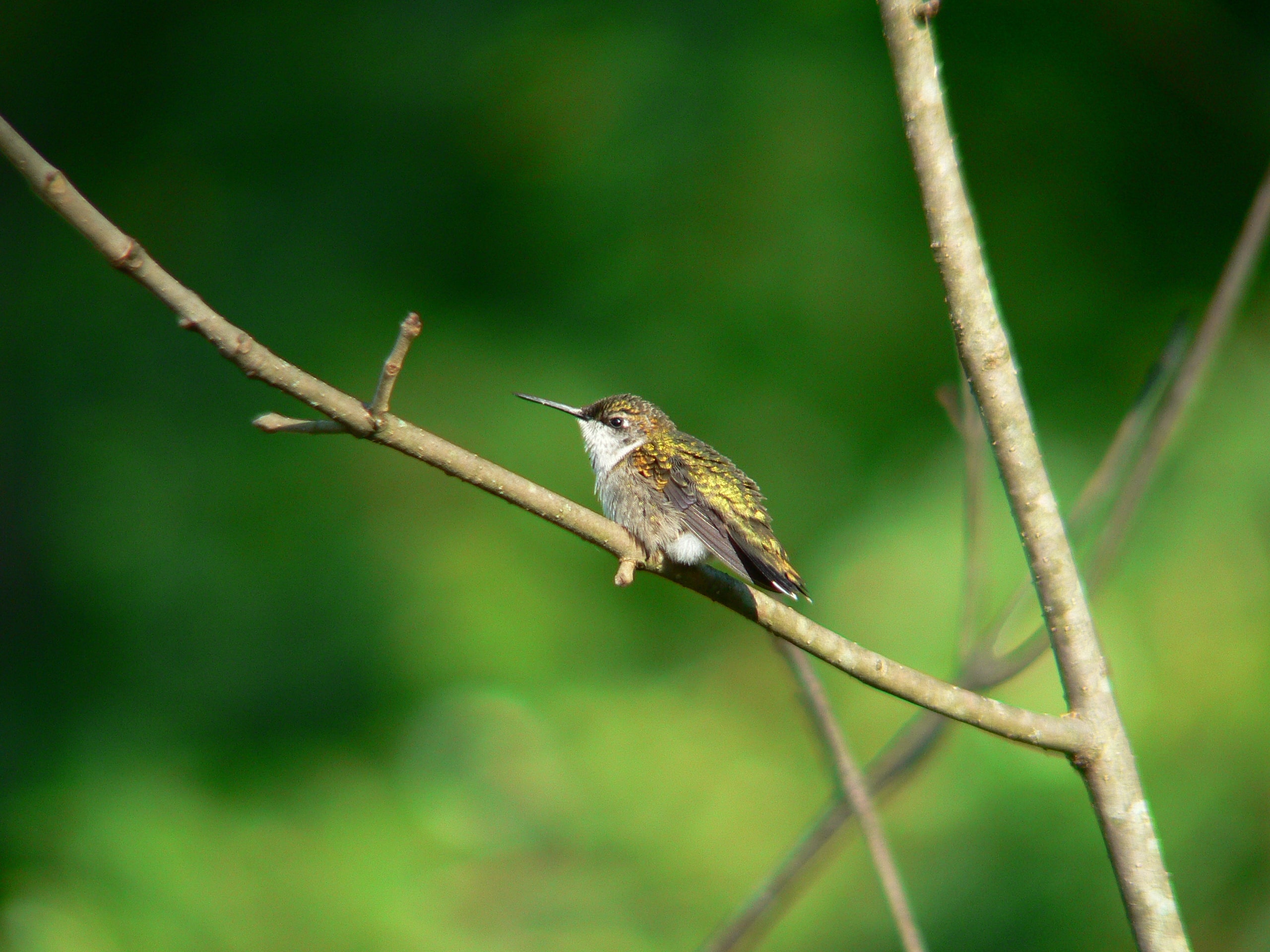 Hummerbird
