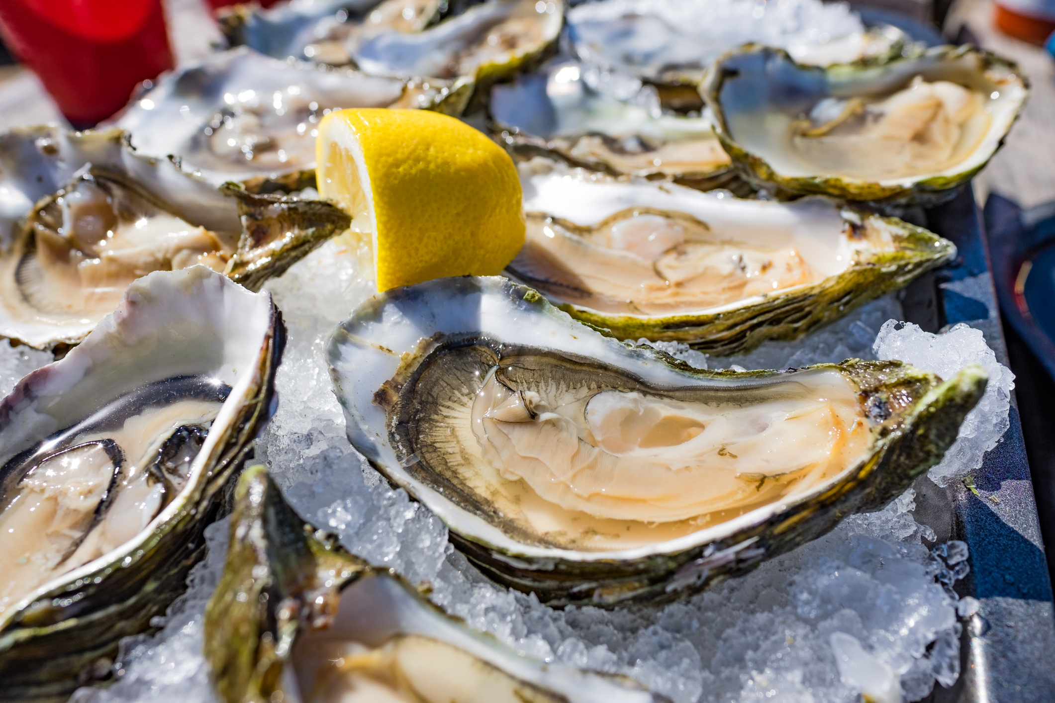 oysterfest
